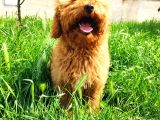 Bütün Aşilari Tam 4 Aylik Toypoodle