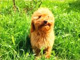 Bütün Aşilari Tam 4 Aylik Toypoodle