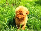 Bütün Aşilari Tam 4 Aylik Toypoodle