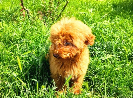 Bütün Aşilari Tam 4 Aylik Toypoodle görsel