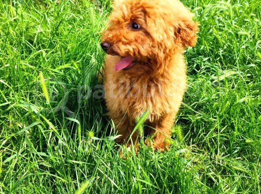 Bütün Aşilari Tam 4 Aylik Toypoodle