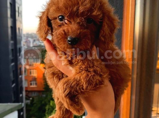 Dişi Erkek Poodle Yavrular görsel