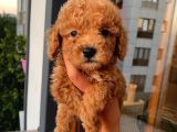 Dişi Erkek Poodle Yavrular