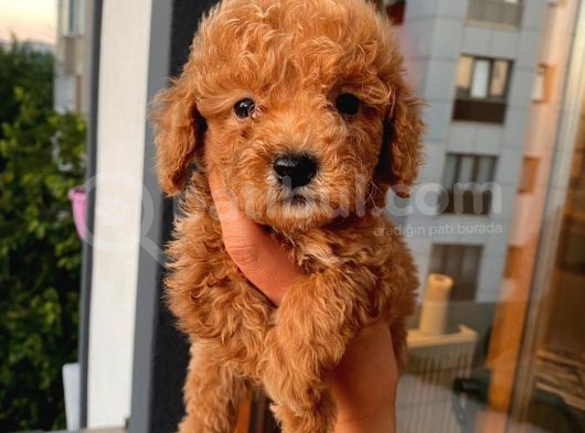 Dişi Erkek Poodle Yavrular görsel