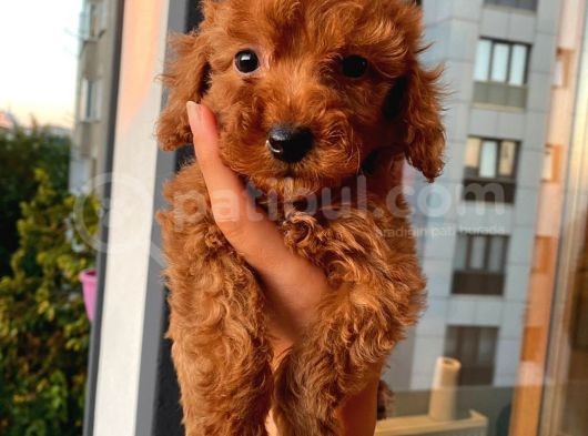 Dişi Erkek Poodle Yavrular
