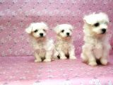 Maltese Terrier Yavru