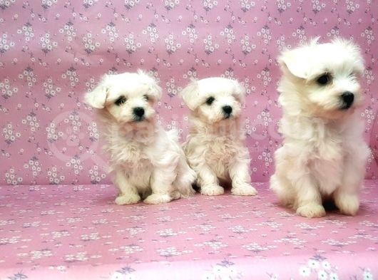 Maltese Terrier Yavru görsel