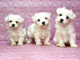 Maltese Terrier Yavru