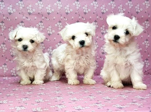 Maltese Terrier Yavru