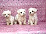 Maltese Terrier Yavru