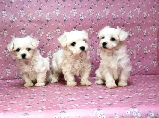 Maltese Terrier Yavru görsel