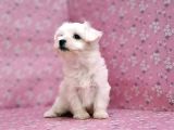Maltese Terrier Yavru