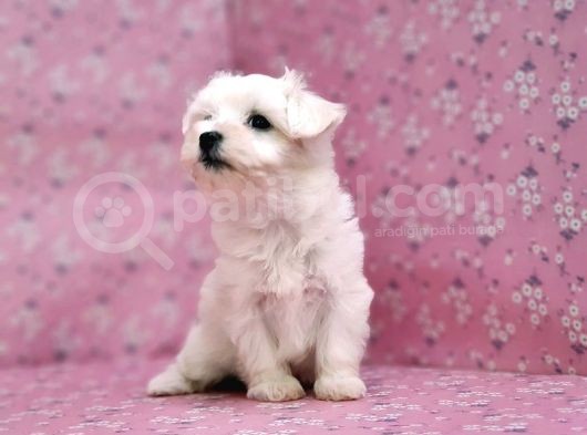 Maltese Terrier Yavru görsel
