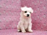 Maltese Terrier Yavru