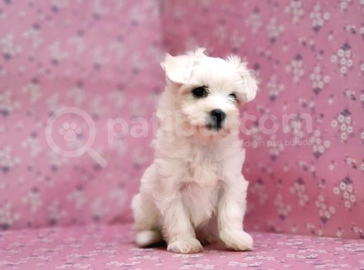 Maltese Terrier Yavru görsel
