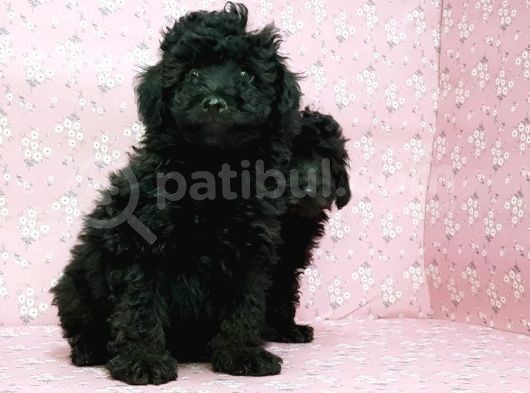 Toy Poodle Yavru görsel