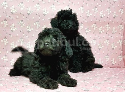 Toy Poodle Yavru görsel