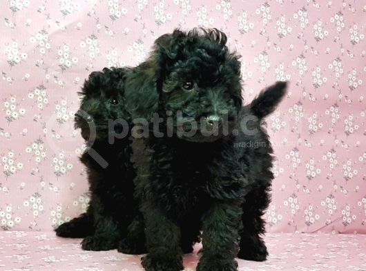 Toy Poodle Yavru görsel