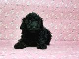 Toy Poodle Yavru