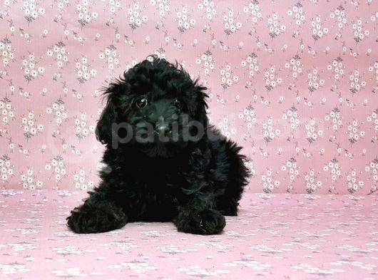 Toy Poodle Yavru görsel