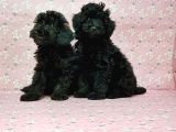 Toy Poodle Yavru