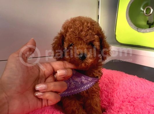 Safkan Toy Poodle Yavrular