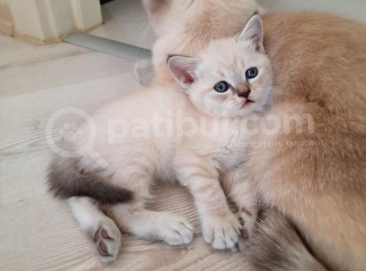 British Blue Point Scotish Fold görsel
