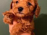 Toy Poodle Güzelleri̇
