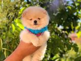 Pomeranian Boo Teddy Face Erkek Yavrumuz