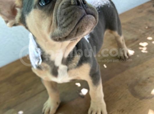 Lilac Tan Erkek görsel