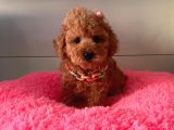 Safkan Toy Poodle Yavrular