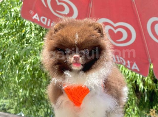 Safkan Teddy Face Pomeranian Yavruları görsel