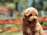 Bebek Surat Toy Poodle Yavrular