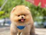 Safkan Teddy Face Pomeranian Yavruları