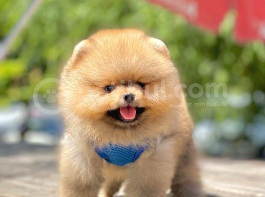 Safkan Teddy Face Pomeranian Yavruları görsel