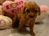 Toy Poodle Güzelleri̇