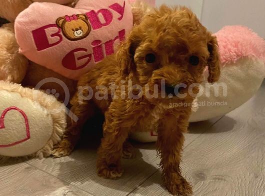 Toy Poodle Güzelleri̇ görsel