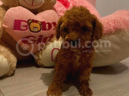 Toy Poodle Güzelleri̇ görsel