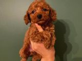 Toy Poodle Güzelleri̇