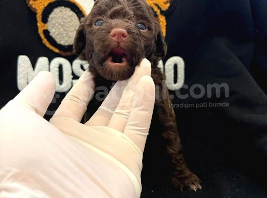 Anne Altından Poodle Yavrularimiz görsel
