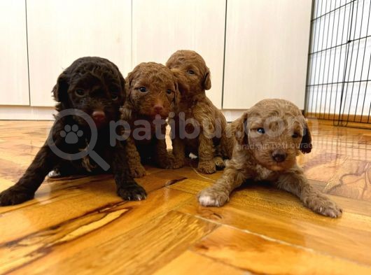 Anne Altından Poodle Yavrularimiz