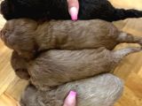 Anne Altından Poodle Yavrularimiz