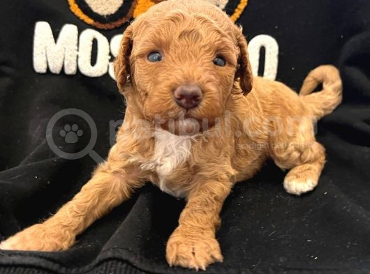 Anne Altından Poodle Yavrularimiz görsel