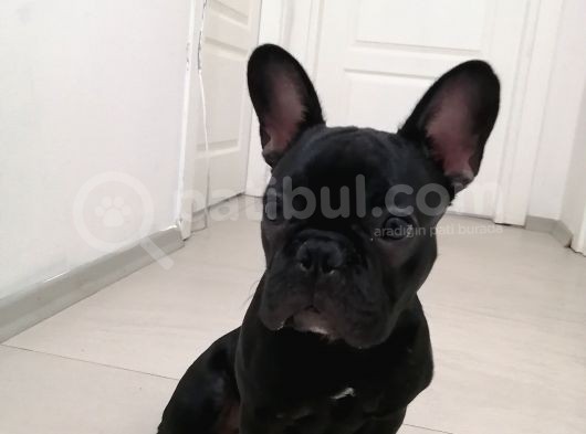 6 Aylık Erkek French Bulldog