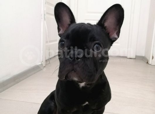 6 Aylık Erkek French Bulldog görsel