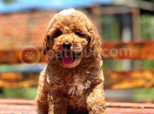 Irk Ve Saglik Garantili Poodle Bebekler görsel