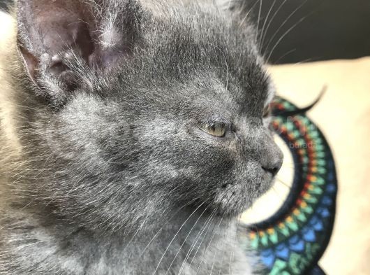 Acil Britishshorthair görsel