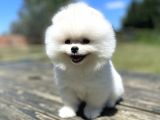 Teddy Face Orjinal Pomeranian Boo Bebekler