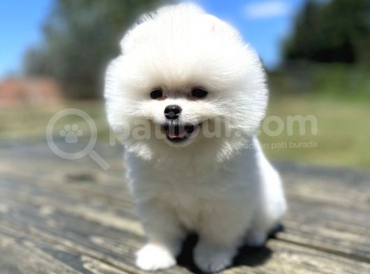 Teddy Face Orjinal Pomeranian Boo Bebekler görsel
