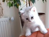 British Shorthair Silver Erkek Yavru